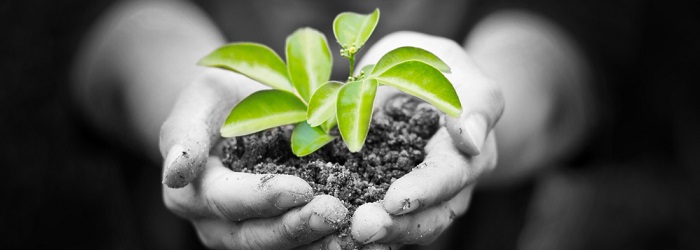 Steps to a Greener Workplace